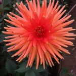 araluen-fire