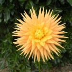 glenmarc-buttercup
