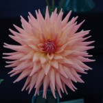 peach-delight
