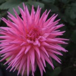 pink-burst
