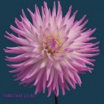 taratahi-lilac