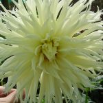 Christie Angora