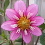 Collarette Seedling