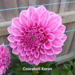Coorabell Keron
