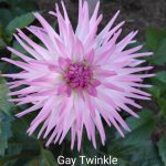 Gay Twinkle