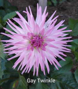Photo Gallery – Portland Dahlia Society Inc.