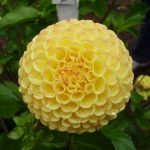 Glenbank Honeycombe