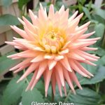 Glenmarc Dawn
