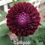 Glenmarc Gallipoli