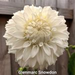 Glenmarc Snowdon
