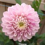 Glenmarc Thiona