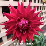 Hillcrest Duncan Edwards