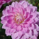Lotus Joy