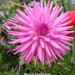 Rose Fletcher