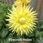 Ryecroft Helen