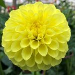 blyton-goldern-girl