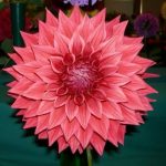 glenmarc-rose