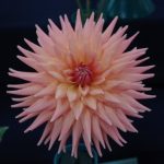 peach-delight