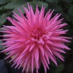 pink-burst