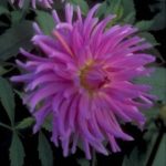 pink-sensation