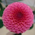 pink-suffusion