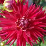 red-blaze
