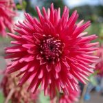 red-ensign