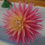 susan-french_0