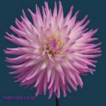 taratahi-lilac