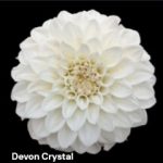 Devon Crystal
